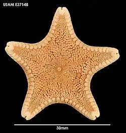 Ctenodiscus australis