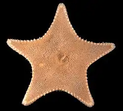 Ctenodiscus crispatus