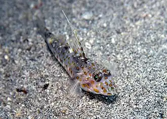 un Ctenogobiops tangaroai à Sulawesi (Indonésie)