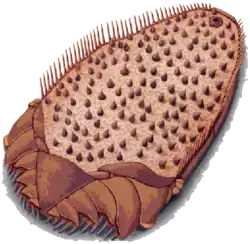 Reconstitution d'un Ctenoimbricata (appartenance à ce groupe disputée)