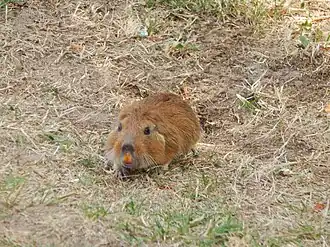 Description de l'image Ctenomys pearsoni imported from iNaturalist photo 63212110 on 23 June 2020.jpg.