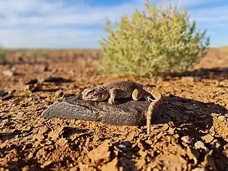 Description de l'image Ctenophorus gibba 183685514.jpg.