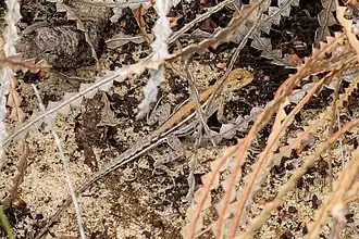 Description de l'image Ctenophorus maculatus.jpg.