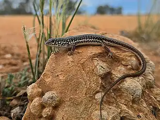 Description de l'image Ctenotus olympicus 444195958.jpg.