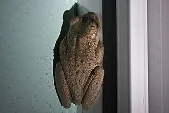 Rainette de Cuba(Osteopilus septentrionalis)