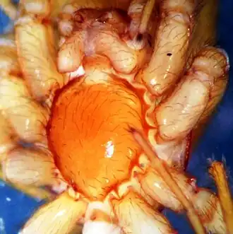 Description de l'image Cubanops ludovicorum ventral.jpg.