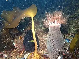 Cucumaria frondosa dans son habitat.