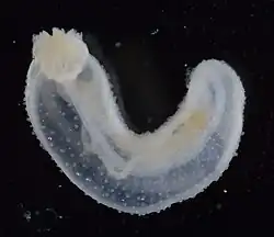 Cucumaria pulcherrima (juvénile)