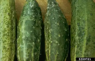 Description de l'image Cucumber mosaic virus symptoms.jpg.