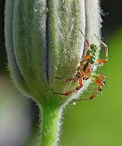 France (Aude) mai 2025.