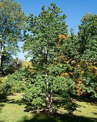 Description de l'image Cudrania tricuspidata (26470315849).jpg.