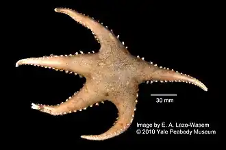 Cuenotaster involutus (fraîche).