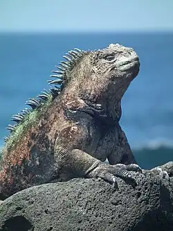 Photographie d'un iguane marin sur un rocher.