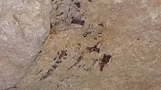 Fossile de mosasaure.