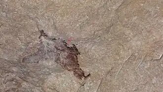 Fossile de carapace de tortue.