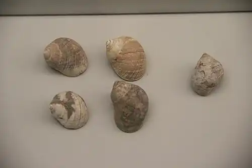 Coquillages découverts dans la grotte