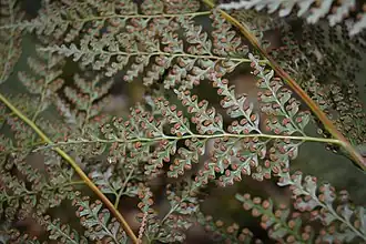 Feuiles vues du dessous.