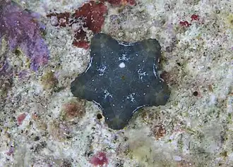 Juvénile à La Réunion, encore plate et pentagonale.