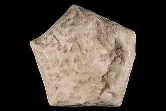 Culcitopsis borealis