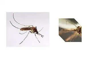 Description de l'image Culex Tritaeniorhynchus (14854579477).jpg.