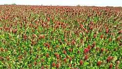 En terrain non calcaire, le trèfle incarnat remplace avantageusement la jachère (racine importante, fourniture d'azote au sol, pâturage apprécié)