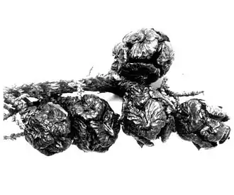 Description de cette image, également commentée ci-après