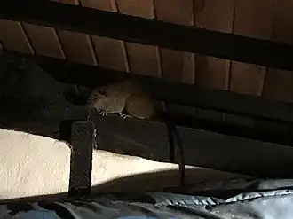 Description de l'image Curarão.jpeg.