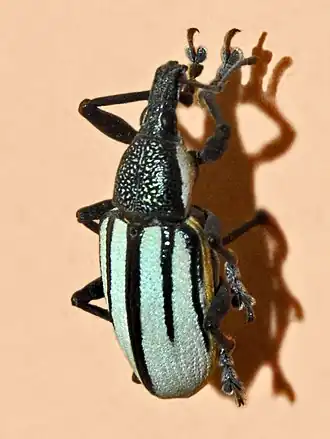 Description de l'image Curculionidae - Diaprepes abbreviatus.jpg.