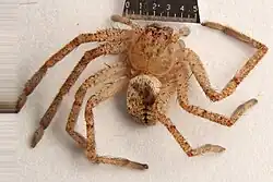 Description de l'image Curicaberis peninsulanus.jpg.