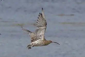 Courlis cendré en vol (Écosse).
