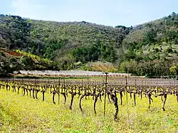 Vignes et pâquerettes.