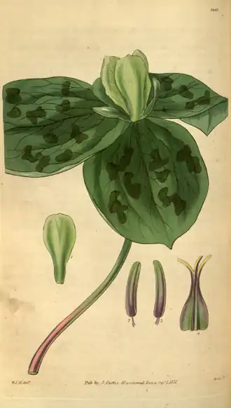 Trillium discolor