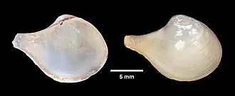 Description de l'image Cuspidaria fraterna (YPM IZ 008806.BV).jpeg.