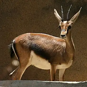 gazelle de Cuvier (femelle)