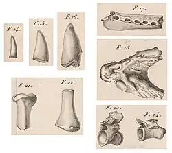 extraits de dessins d'os et de dents, gravure du XIXe&nbsp;siècle.