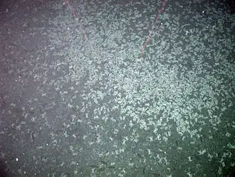 Des milliers de crabes du genre Cyanagraea