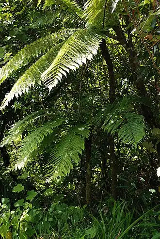 Description de l'image Cyathea borbonica.JPG.