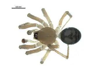 Description de l'image Cybaeota shastae m.jpg.