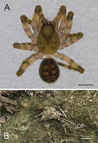 Description de l'image Cybaeus koikei (10.3897-zse.97.64473) Figure 4.jpg.