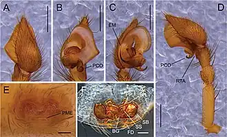 Description de l'image Cybaeus melanoparvus (10.3897-zse.97.64473) Figure 8.jpg.