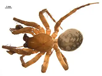 Description de l'image Cybaeus reticulatus m.jpg.