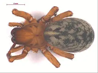 Description de l'image Cybaeus shoshoneus.jpg.