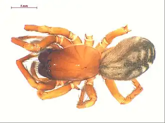 Description de l'image Cybaeus thermydrinos.jpg.