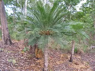 Description de l'image Cycas armstrongii 1.jpg.