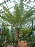 Cycas thouarsii (Cycadaceae)