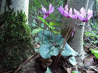 Description de l'image Cyclamen-purpurascens-Alpenveilchen.jpg.