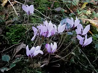 Description de l'image Cyclamen cilicium RHu.jpg.