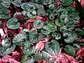 Feuilles de Cyclamen cilicium au printemps.