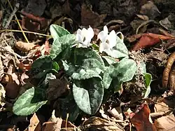 Cyclamen hederifolium‘Amaze Me White’.