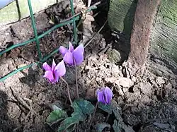 Cyclamen hederifolium‘Amaze Me’.